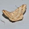 Red-Headed Inchworm Moth