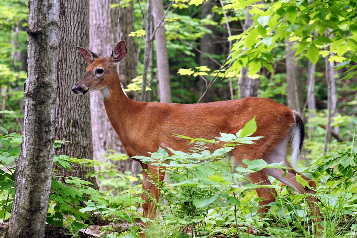 White-tailed deer female