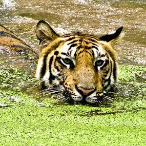 by Arkadeb Kar - Novices Only Wildlife
