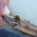 Blue Leg Hermit Crab