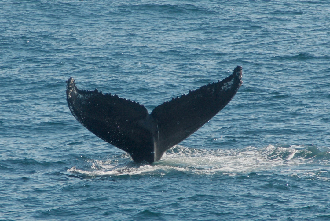 Humpback whale