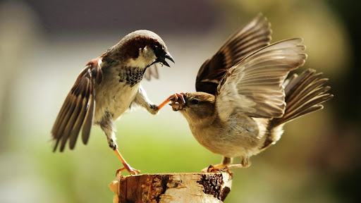 免費下載個人化APP|Bird HD Live Wallpaper Animals app開箱文|APP開箱王