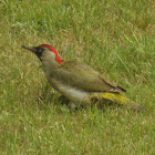 European Green Woodpecker