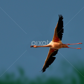 Low Flight by Jitendrasinh Sodha - Animals Birds