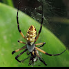 Black and Yellow Garden Spider