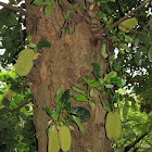 Jackfruit