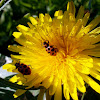 Spotted Lady Beetles