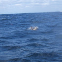 New Zealand Common Dolphin
