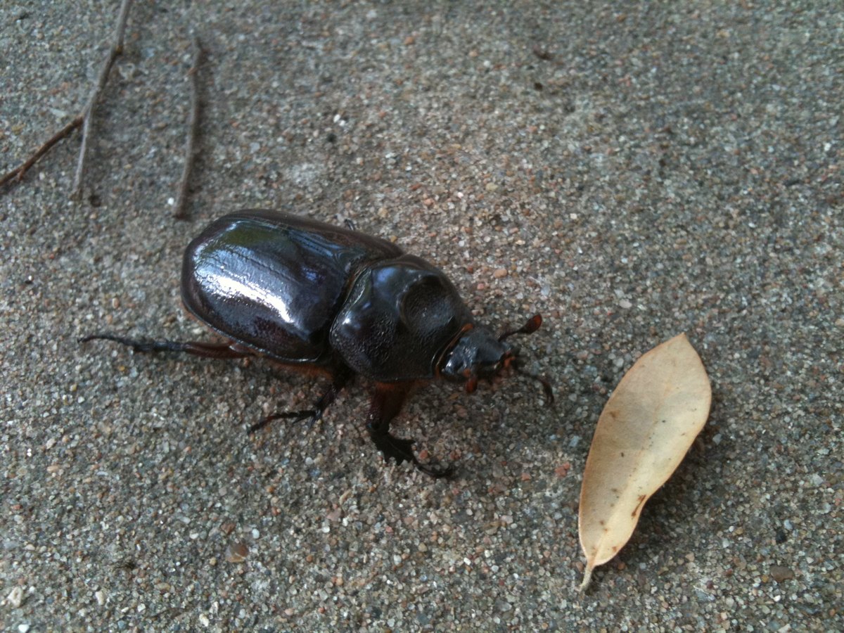 Common Rhinoceros Beetle 