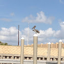 Brown Pelican