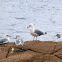 Herring Gulls