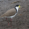 Masked lapwing or Spur-winged plover