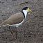 Masked lapwing or Spur-winged plover
