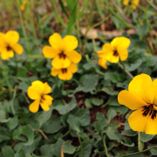 Johnny Jumpups Project Noah