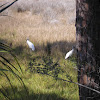 Wood Stork