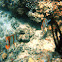 Coppedband Butterfly Fish