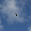 turkey vulture