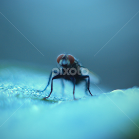 Preparing to fly by Isnaini Ma'ruf - Animals Insects & Spiders