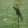 Black Squirrel