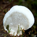 Fungi