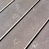 Raccoon footprints