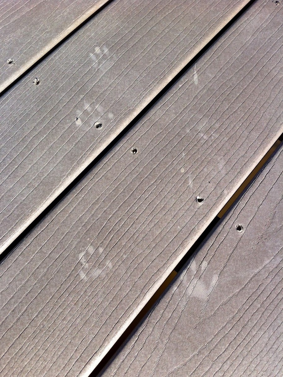 Raccoon footprints