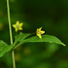 Whorled Loosestrife