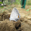 ♂ Eastern Tailed Blue