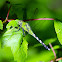 Eastern Pondhawk