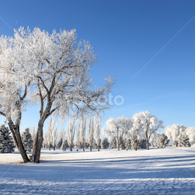 White Wyoming by Stacey Atkinson - Landscapes Prairies, Meadows & Fields