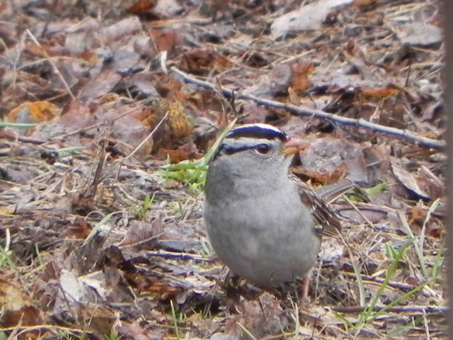 White-crowned Sparrow