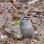 White-crowned Sparrow