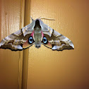 One-eyed Sphinx moth
