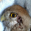 Austral pygmy owl Chuncho