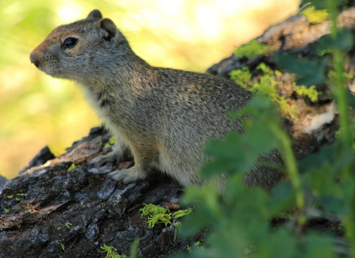 Uinta ground squirrel