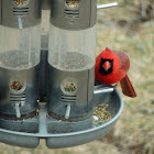 Northern Cardinal