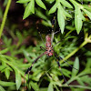 Golden-Orb Spider