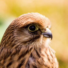 by Paul Scullion - Animals Birds