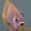 Longfin Batfish/Spadefish