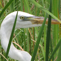 Great White Heron