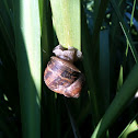 Brown Garden Snail