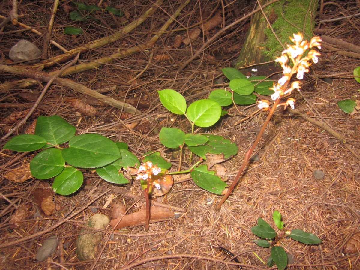 Western Spotted Coralroot