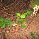 Western Spotted Coralroot