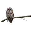 Owl on Branch Sticker