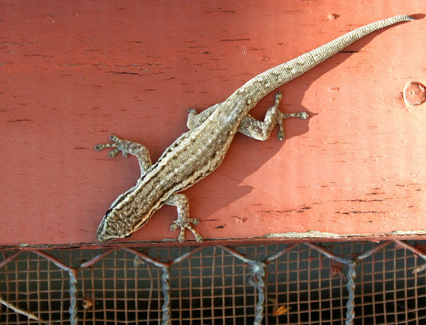 cape-dwarf-gecko-project-noah