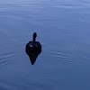Swedish Black Duck