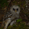 barred owl (chick)