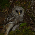 barred owl (chick)