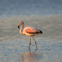 Chilean flamingo (immature and juvenile)