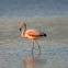 Chilean flamingo (immature and juvenile)